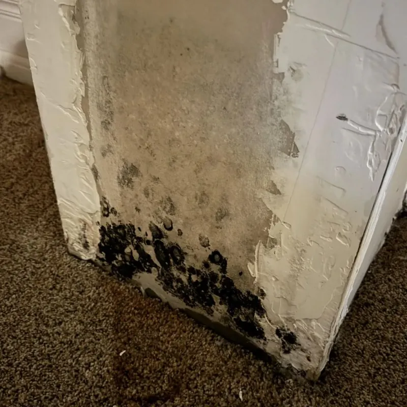 Professional Mold Removal in Sarita, TX